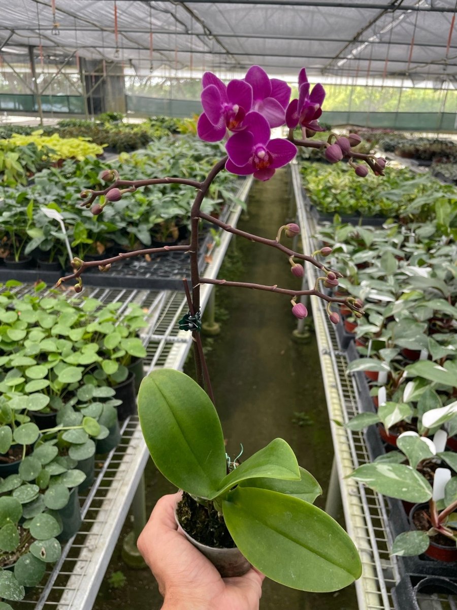 Phalaenopsis 'Purple Fucshia Orchid' Indoor Plant - Mental Houseplants™