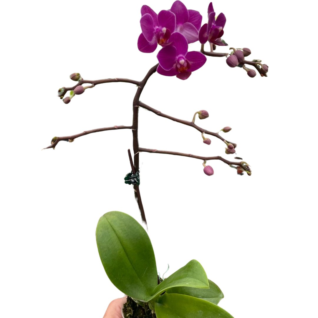 Phalaenopsis 'Purple Fucshia Orchid' Indoor Plant - Mental Houseplants™