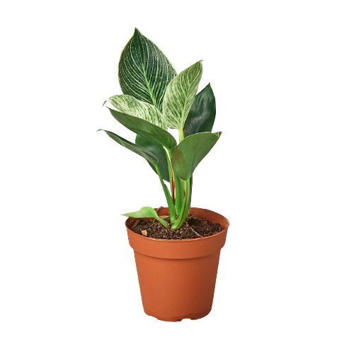 Philodendron 'Birkin' Indoor Plant - Mental Houseplants™