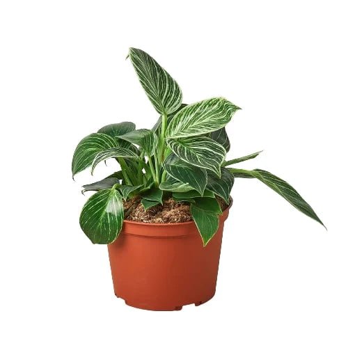 Philodendron 'Birkin' Indoor Plant - Mental Houseplants™