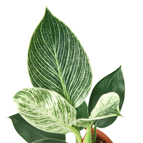 Philodendron 'Birkin' Indoor Plant - Mental Houseplants™