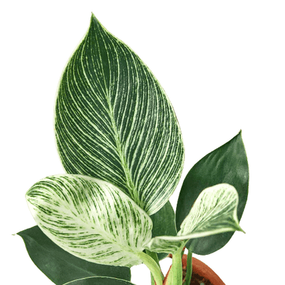 Philodendron 'Birkin' Indoor Plant - Mental Houseplants™