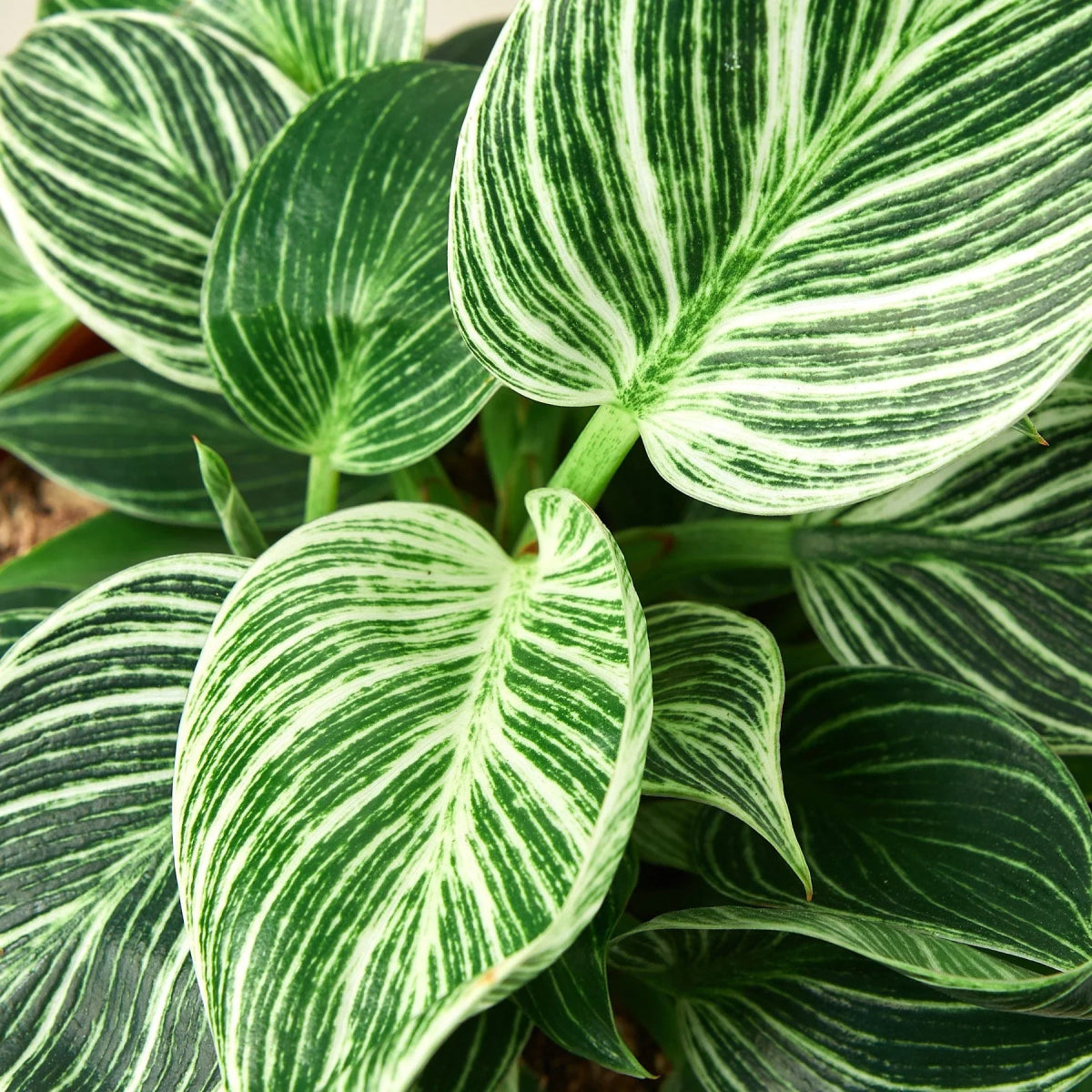 Philodendron 'Birkin' Indoor Plant - Mental Houseplants™