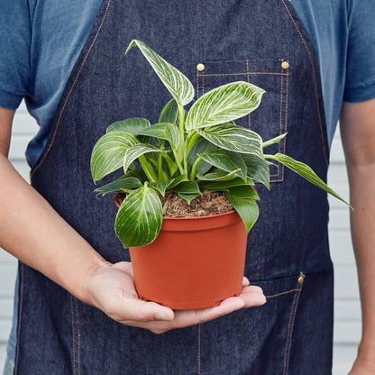 Philodendron 'Birkin' Indoor Plant - Mental Houseplants™