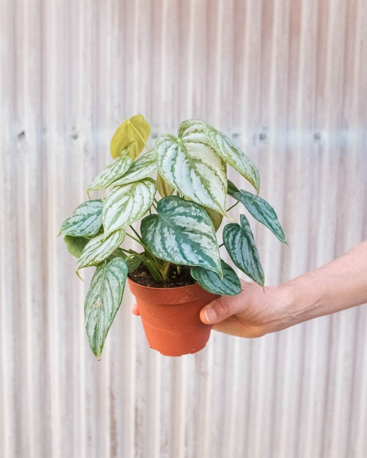 Philodendron 'Brandi' Indoor Plant - Mental Houseplants™