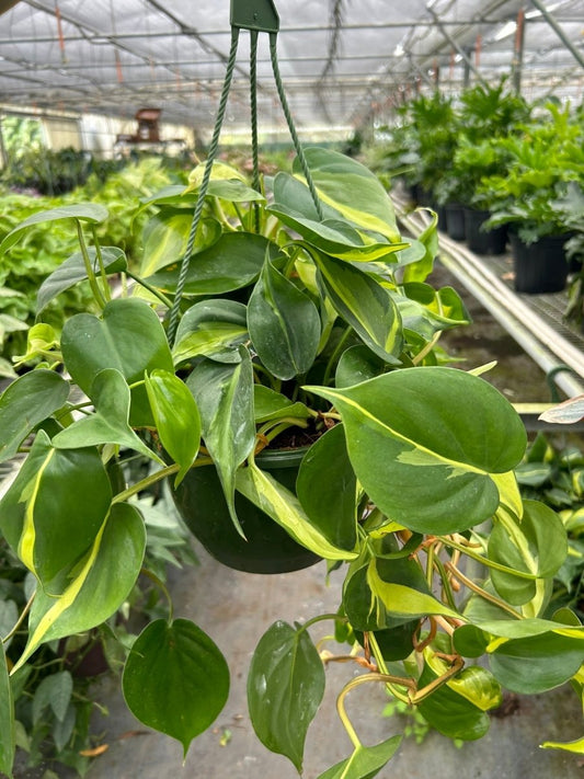 Philodendron 'Brasil' Indoor Plant - Mental Houseplants™