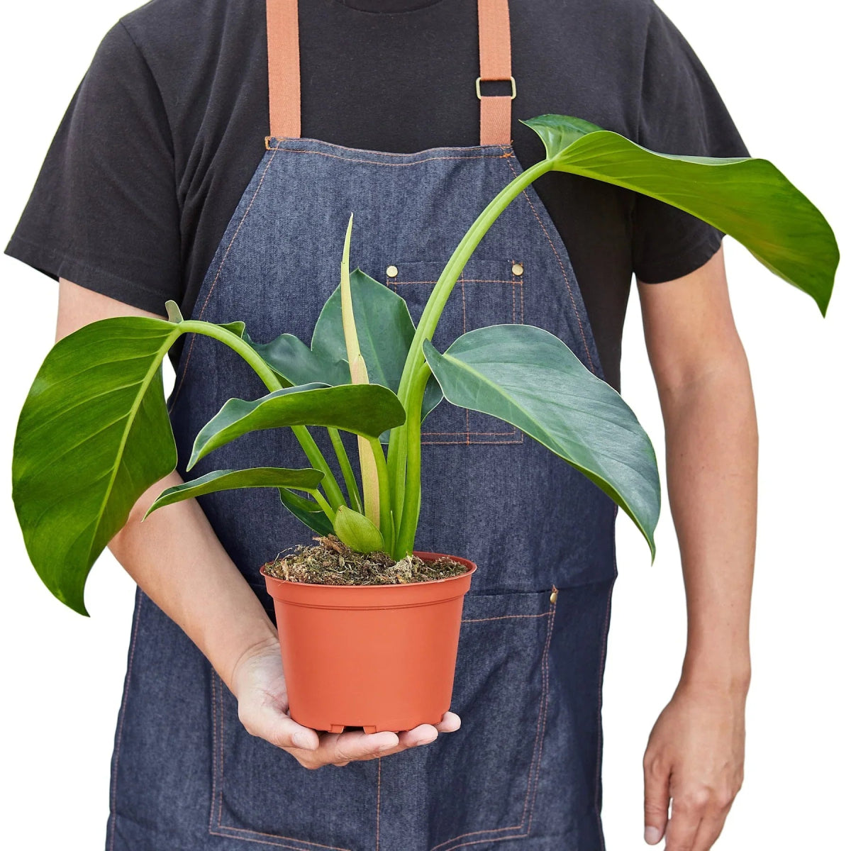 Philodendron 'Congo Green' Indoor Plant - Mental Houseplants™