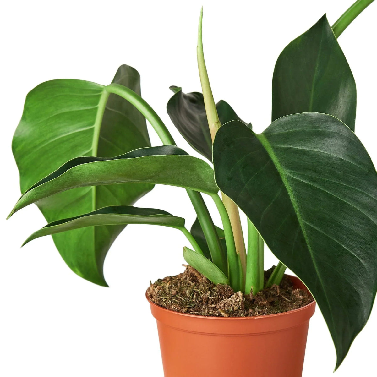 Philodendron 'Congo Green' Indoor Plant - Mental Houseplants™