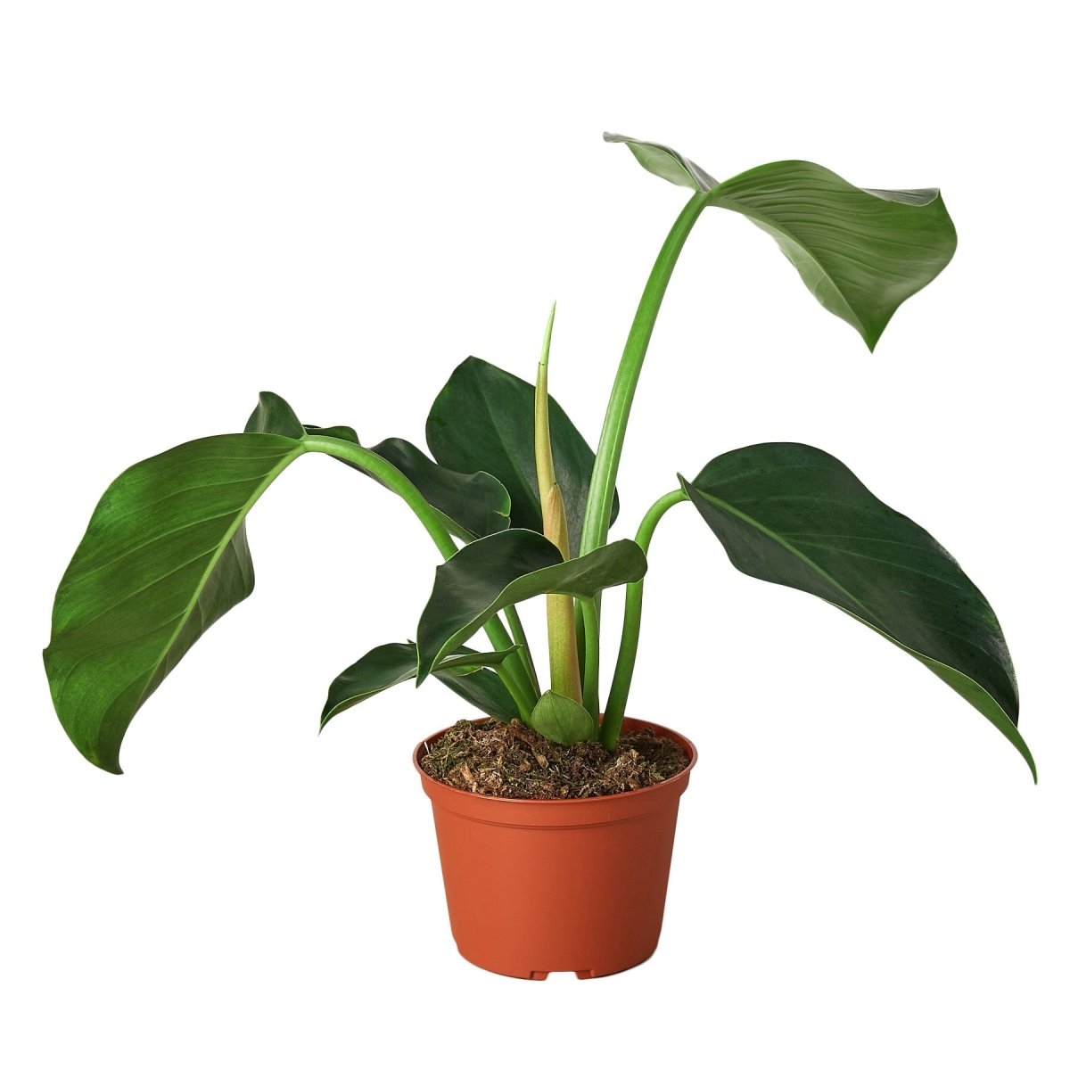 Philodendron 'Congo Green' Indoor Plant - Mental Houseplants™