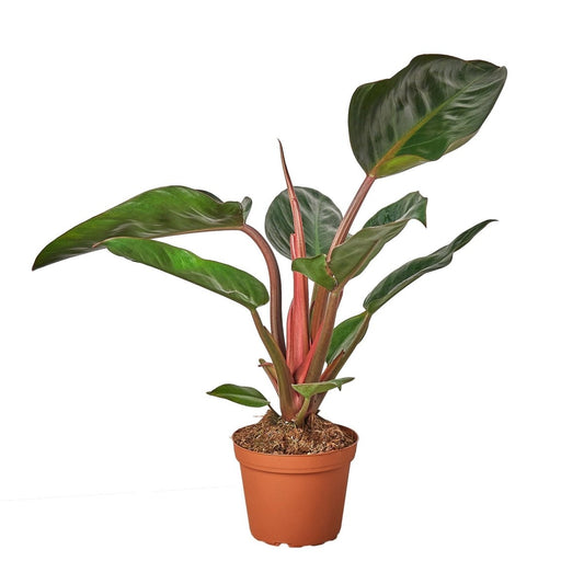 Philodendron 'Congo Rojo' Indoor Plant - Mental Houseplants™