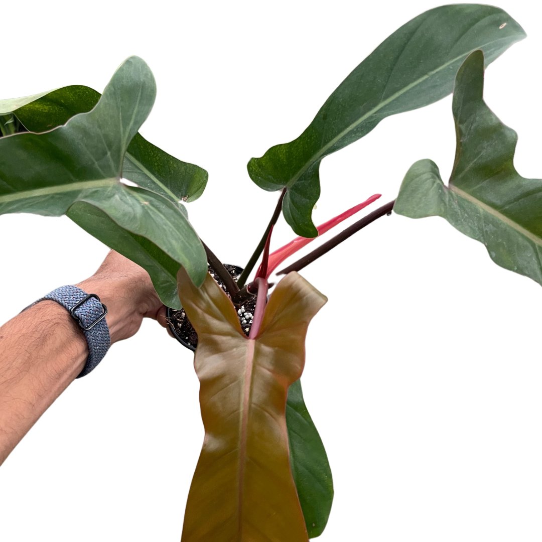 Philodendron 'Florida Bronze' Indoor Plant - Mental Houseplants™