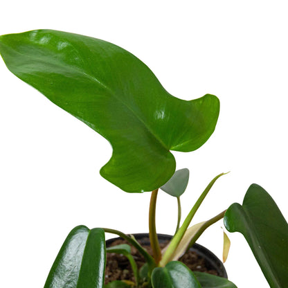 Philodendron 'Florida Green' Indoor Plant - Mental Houseplants™