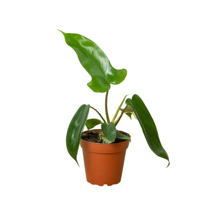 Philodendron 'Florida Green' Indoor Plant - Mental Houseplants™