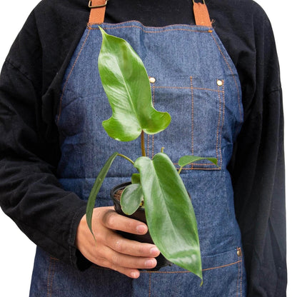 Philodendron 'Florida Green' Indoor Plant - Mental Houseplants™