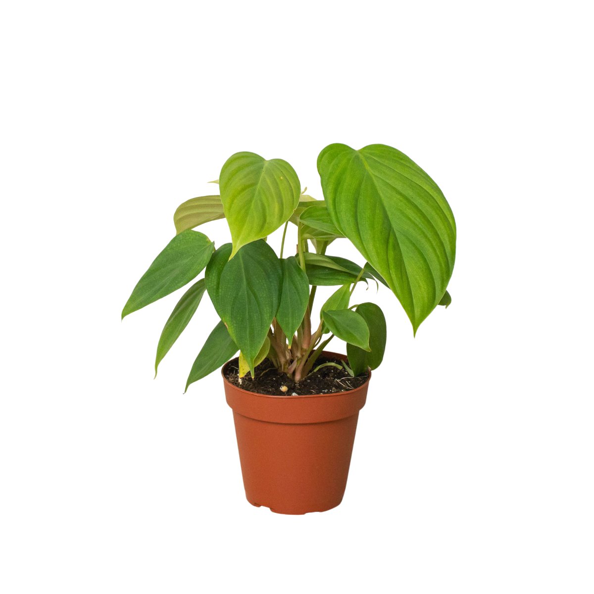 Philodendron 'Fuzzy Petiole' Indoor Plant - Mental Houseplants™