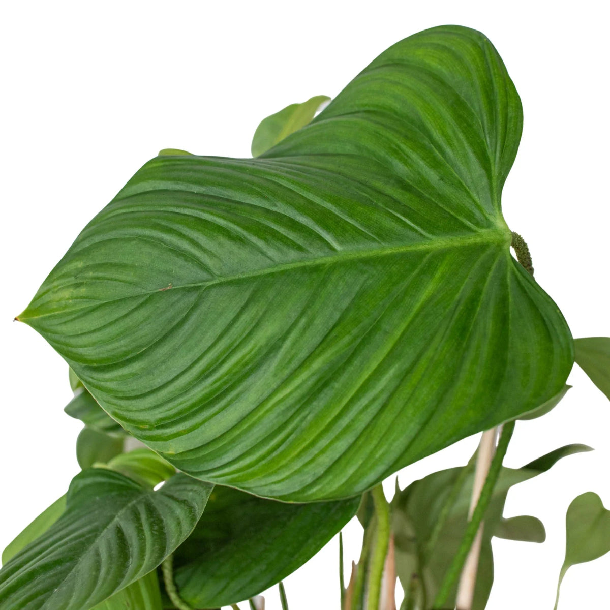 Philodendron 'Fuzzy Petiole' Indoor Plant - Mental Houseplants™