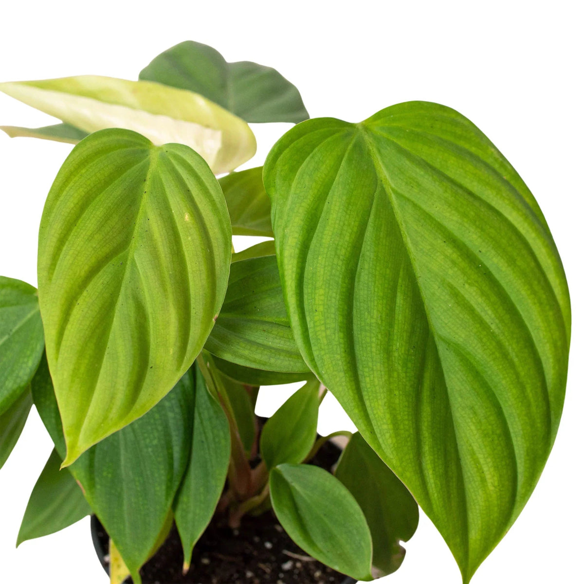 Philodendron 'Fuzzy Petiole' Indoor Plant - Mental Houseplants™