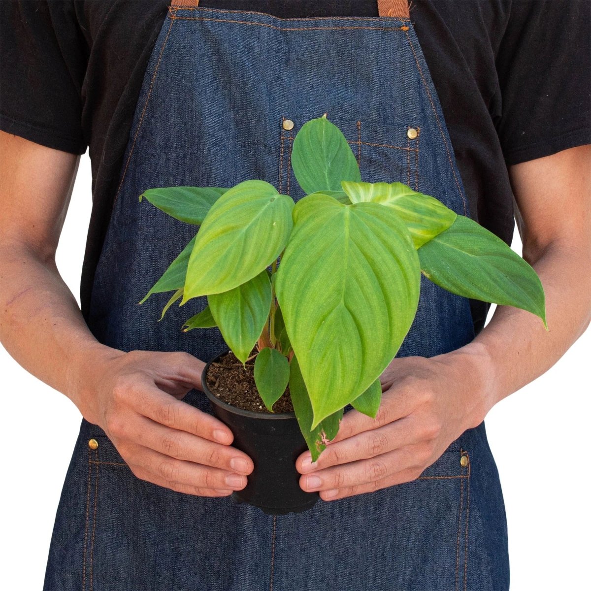 Philodendron 'Fuzzy Petiole' Indoor Plant - Mental Houseplants™