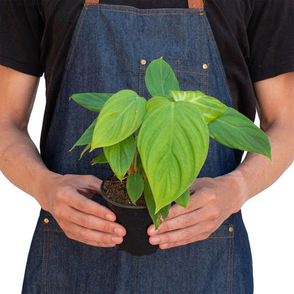 Philodendron 'Fuzzy Petiole' Indoor Plant - Mental Houseplants™