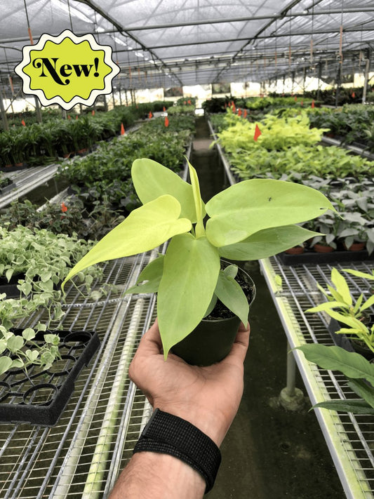 Philodendron 'Gold Violin' Indoor Plant - Mental Houseplants™