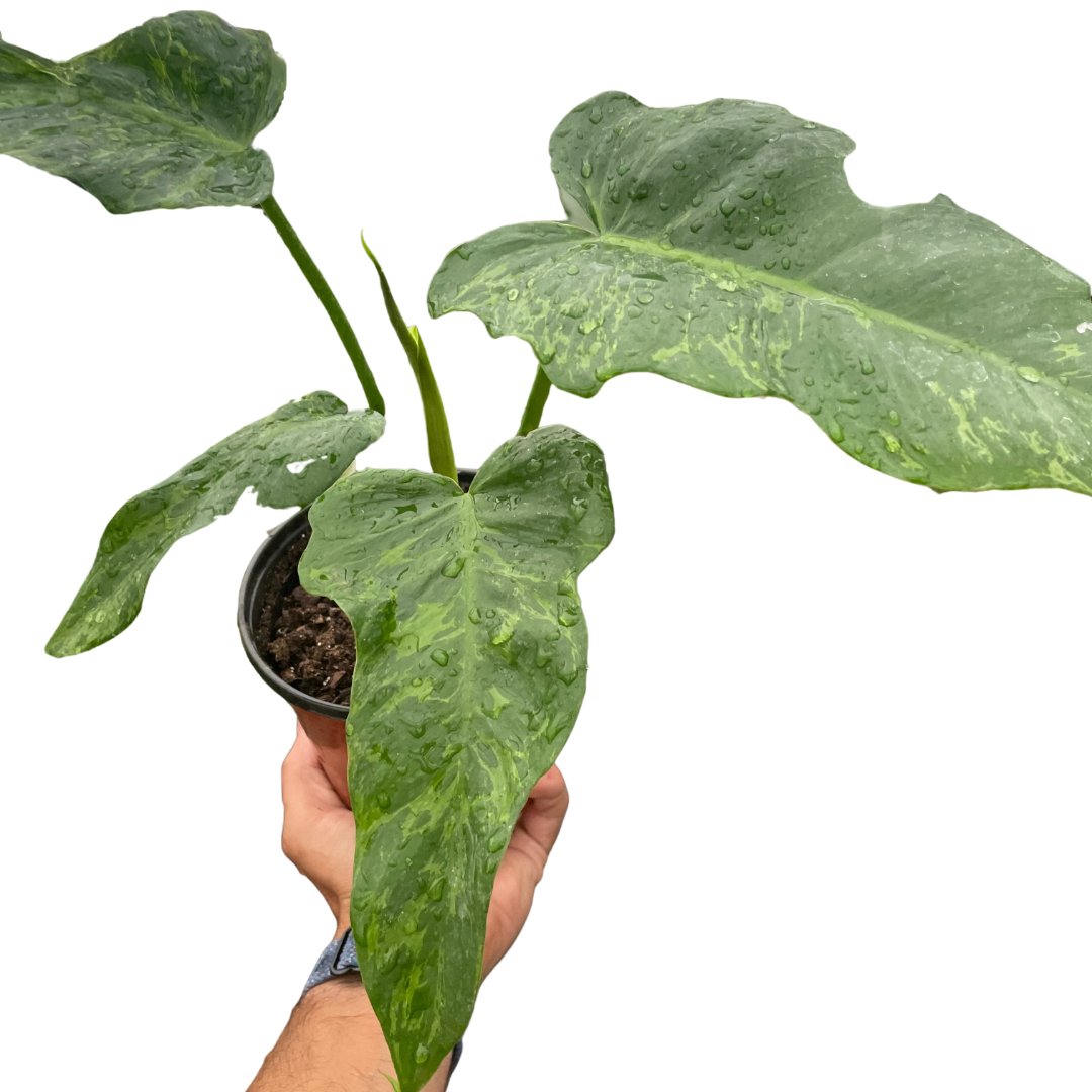 Philodendron 'Golden Dragon' Indoor Plant - Mental Houseplants™