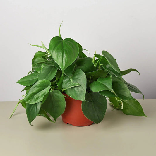 Philodendron 'Heartleaf' Indoor Plant - Mental Houseplants™