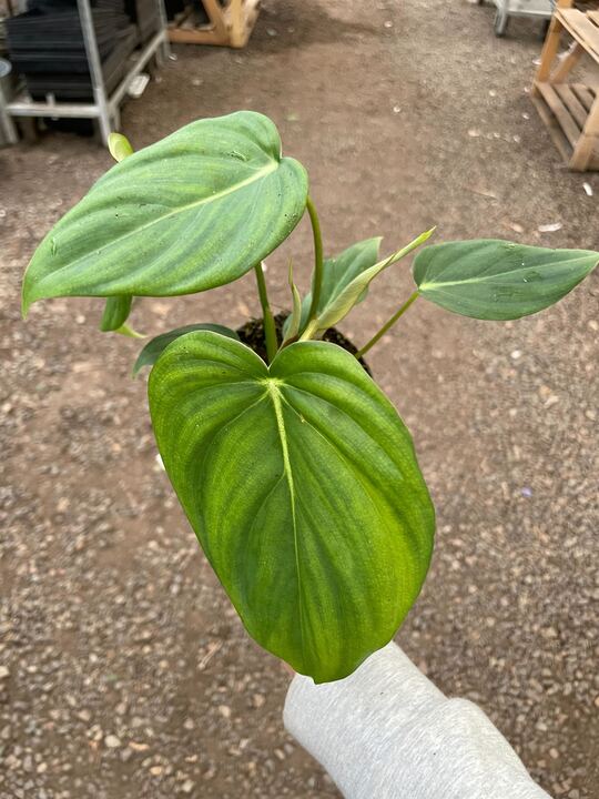 Philodendron 'Mcdowell' Indoor Plant - Mental Houseplants™