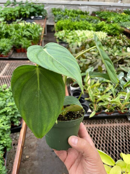 Philodendron 'Mcdowell' Indoor Plant - Mental Houseplants™