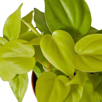 Philodendron 'Neon' Indoor Plant - Mental Houseplants™