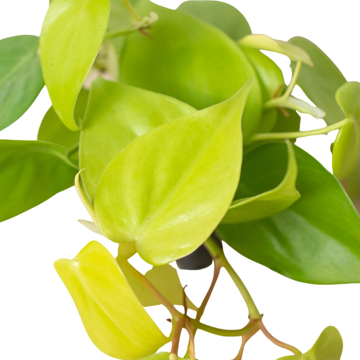 Philodendron 'Neon' Indoor Plant - Mental Houseplants™