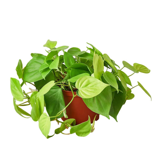 Philodendron 'Neon' Indoor Plant - Mental Houseplants™