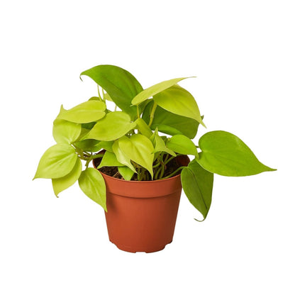 Philodendron 'Neon' Indoor Plant - Mental Houseplants™