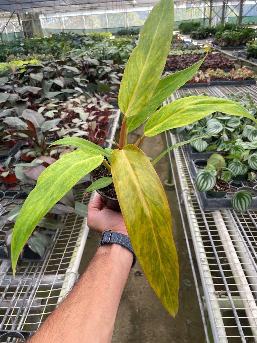 Philodendron 'Orange Marmalade' Indoor Plant - Mental Houseplants™