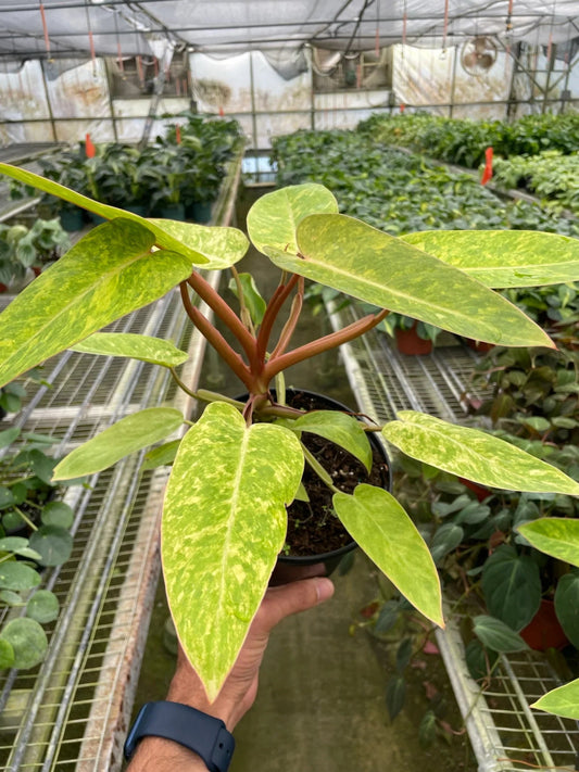 Philodendron 'Painted Lady' Indoor Plant - Mental Houseplants™