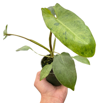 Philodendron 'Paraiso Verde' Indoor Plant - Mental Houseplants™