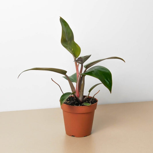 Philodendron 'Pink Birkin' Indoor Plant - Mental Houseplants™