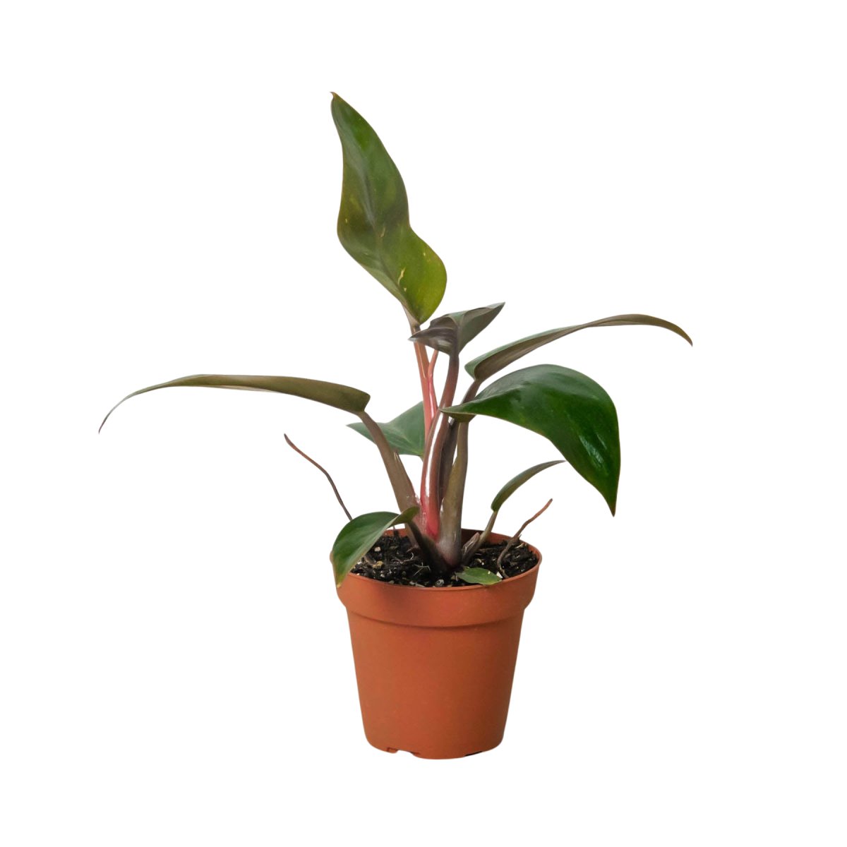 Philodendron 'Pink Birkin' Indoor Plant - Mental Houseplants™