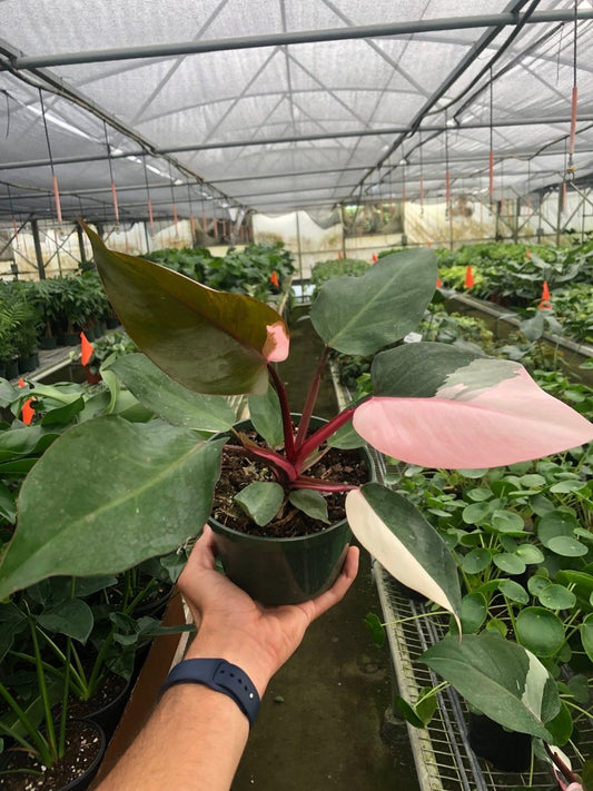 Philodendron 'Pink Princess' Indoor Plant - Mental Houseplants™