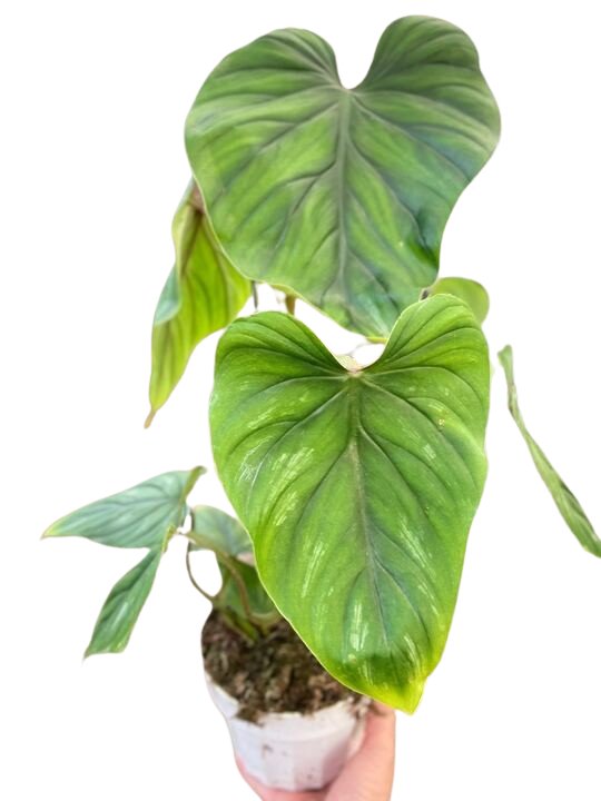 Philodendron 'Plowmanii' Indoor Plant - Mental Houseplants™