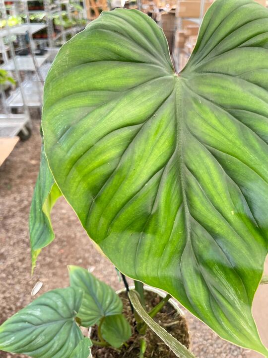 Philodendron 'Plowmanii' Indoor Plant - Mental Houseplants™