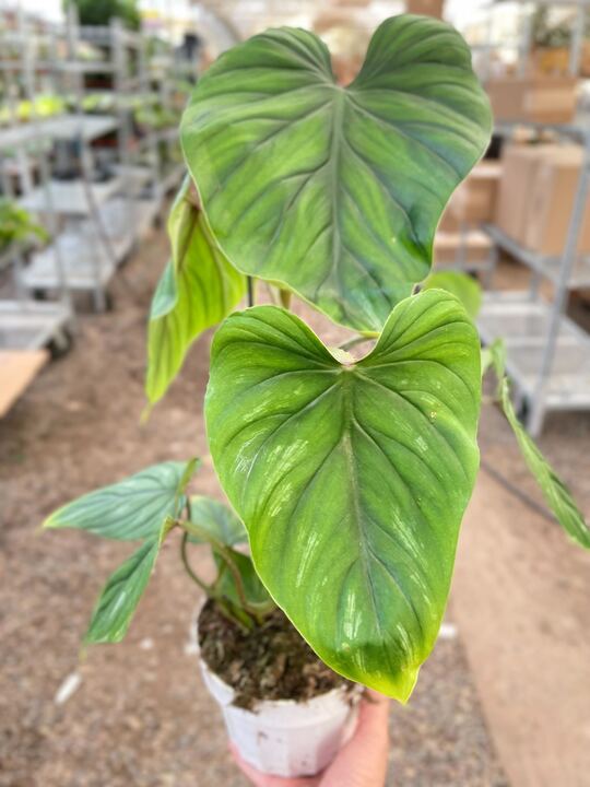 Philodendron 'Plowmanii' Indoor Plant - Mental Houseplants™