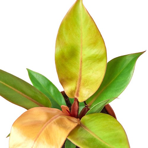 Philodendron 'Prince of Orange' Indoor Plant - Mental Houseplants™