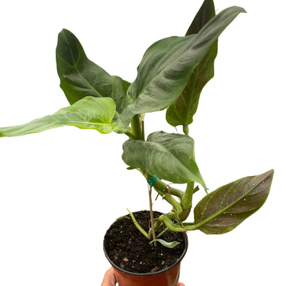 Philodendron 'Red - Backed' Indoor Plant - Mental Houseplants™