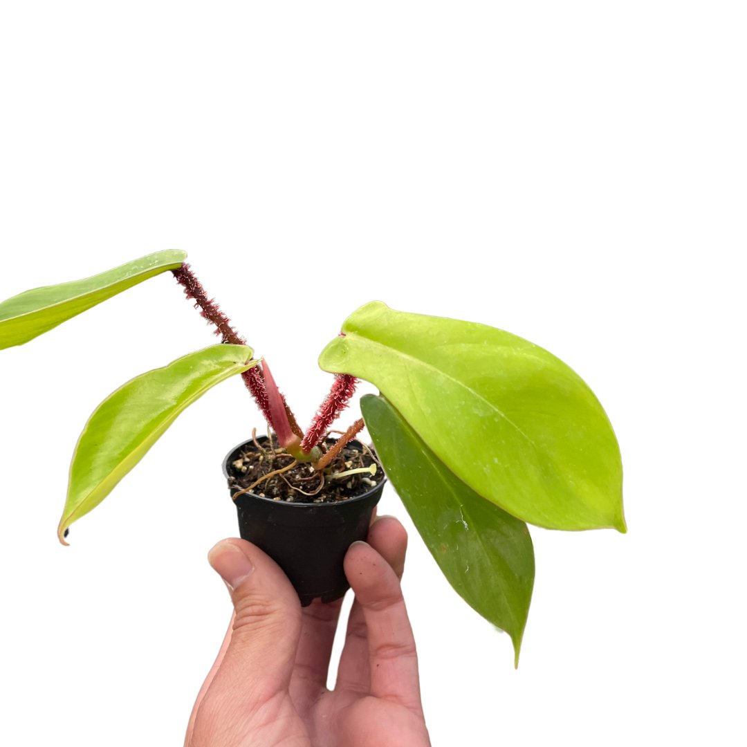 Philodendron 'Red Bristle' Indoor Plant - Mental Houseplants™