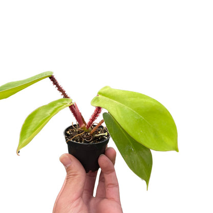 Philodendron 'Red Bristle' Indoor Plant - Mental Houseplants™