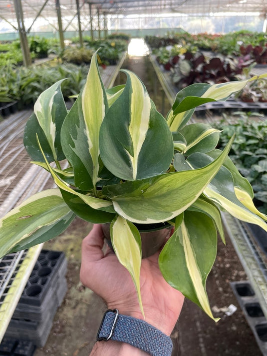 Philodendron 'Silver Stripe' Indoor Plant - Mental Houseplants™