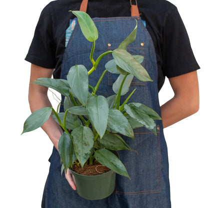 Philodendron 'Silver Sword' Indoor Plant - Mental Houseplants™