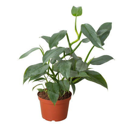 Philodendron 'Silver Sword' Indoor Plant - Mental Houseplants™