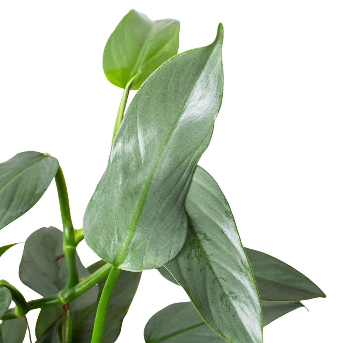 Philodendron 'Silver Sword' Indoor Plant - Mental Houseplants™