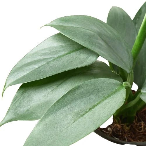 Philodendron 'Silver Sword' Indoor Plant - Mental Houseplants™